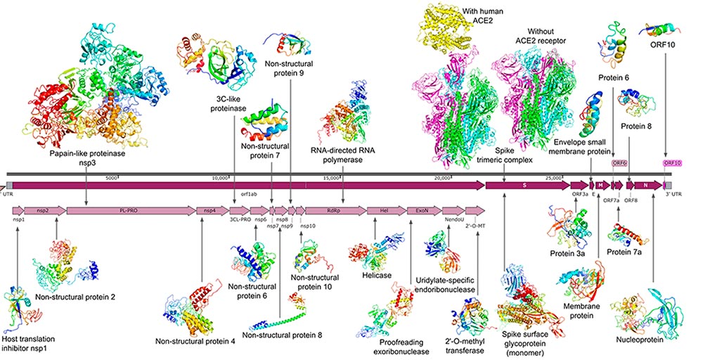 ZOO proteins