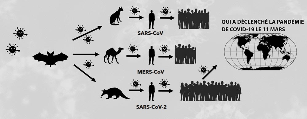 coronaviruses 01