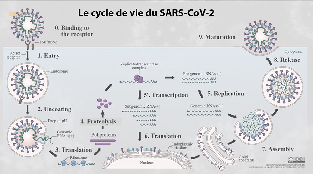 cycle vie SARS CoV 2