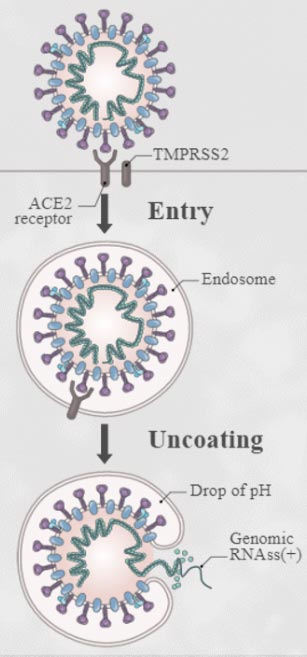 endosome