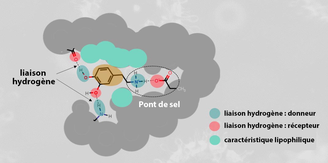 liaison hydrogene