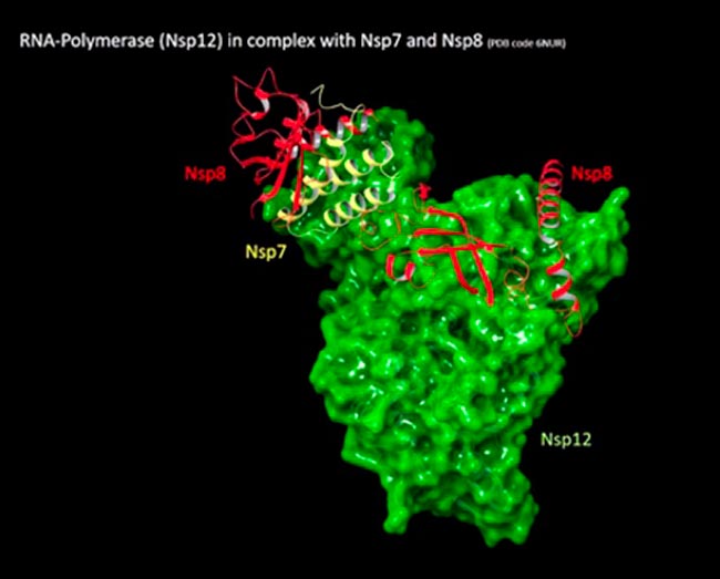 OPN fig2b