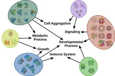 MCM interaction molécules