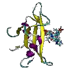 Conformation possible du domaine SH2 avec un ligand