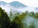 La forêt tropicale primitive de Bornéo